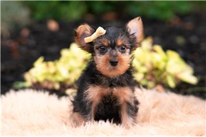 Donald - Yorkshire Terrier - Yorkie for sale