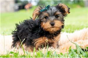Eugene - Yorkshire Terrier - Yorkie for sale