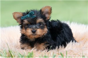 Sherman - Yorkshire Terrier - Yorkie for sale