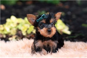 Donnie - Yorkshire Terrier - Yorkie for sale