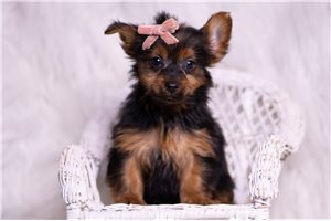 Octavia - Yorkshire Terrier - Yorkie for sale