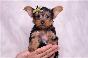 Argo - Yorkshire Terrier - Yorkie for sale