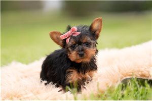 Lizette - Yorkshire Terrier - Yorkie for sale