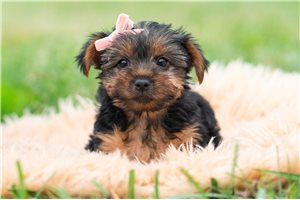 Belle - Yorkie for sale