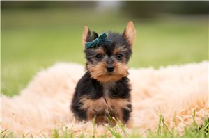 Lincoln - Yorkshire Terrier - Yorkie for sale