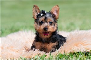 Jack - Yorkshire Terrier - Yorkie for sale