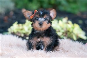 Dome - Yorkshire Terrier - Yorkie for sale