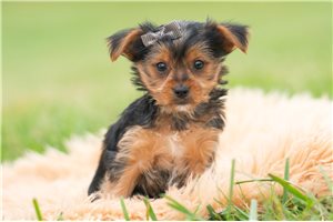 Atticus - Yorkie for sale