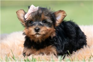 Scarlett - Yorkshire Terrier - Yorkie for sale