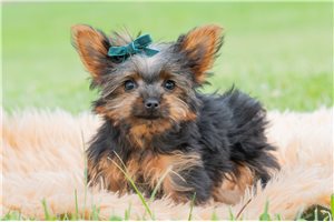 Easton - Yorkshire Terrier - Yorkie for sale