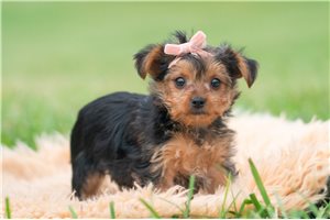 Agnes - Yorkshire Terrier - Yorkie for sale