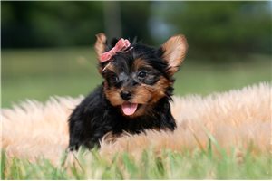 Sedona - Yorkshire Terrier - Yorkie for sale