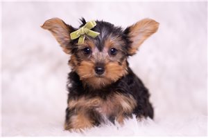 Argo - Yorkshire Terrier - Yorkie for sale