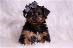 Omar - Yorkshire Terrier - Yorkie for sale