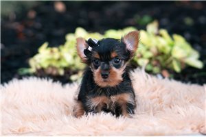 Domingo - Yorkshire Terrier - Yorkie for sale