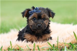 Brady - Yorkie for sale
