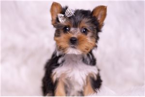 Arkin - Yorkshire Terrier - Yorkie for sale