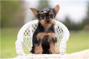 Linus - Yorkshire Terrier - Yorkie for sale