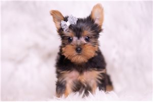 Arch - Yorkshire Terrier - Yorkie for sale