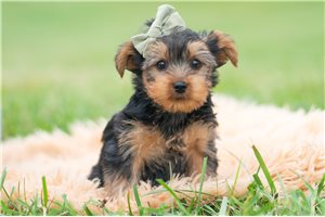 Amos - Yorkie for sale