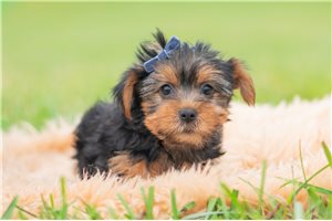 Brutus - Yorkshire Terrier - Yorkie for sale