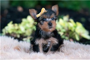 Ding - Yorkshire Terrier - Yorkie for sale