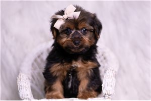 Owen - Yorkshire Terrier - Yorkie for sale