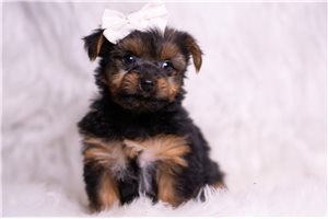 Oscar - Yorkshire Terrier - Yorkie for sale
