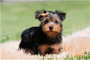 Russer - Yorkshire Terrier - Yorkie for sale