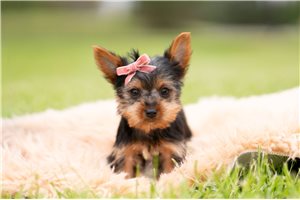Lilo - Yorkshire Terrier - Yorkie for sale