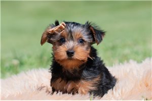 Russer - Yorkshire Terrier - Yorkie for sale