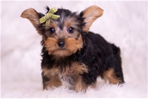 Argo - Yorkshire Terrier - Yorkie for sale