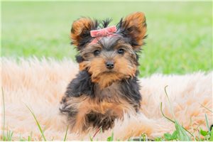 Erin - Yorkshire Terrier - Yorkie for sale