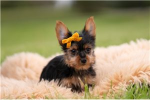 Lipton - Yorkshire Terrier - Yorkie for sale