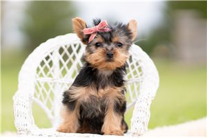 Locket - Yorkshire Terrier - Yorkie for sale