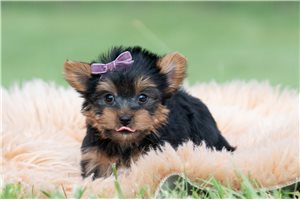 Scout - Yorkshire Terrier - Yorkie for sale