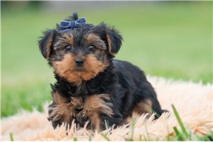 Aiden - Yorkie for sale