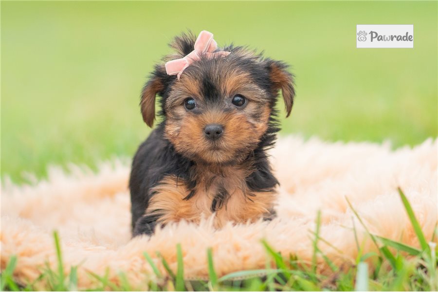 Brooke - Yorkshire Terrier for sale