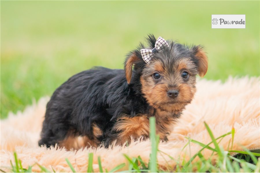 Blaine - Yorkshire Terrier for sale