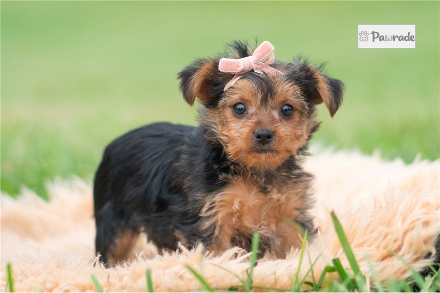 Agnes, female Yorkshire Terrier puppy for sale