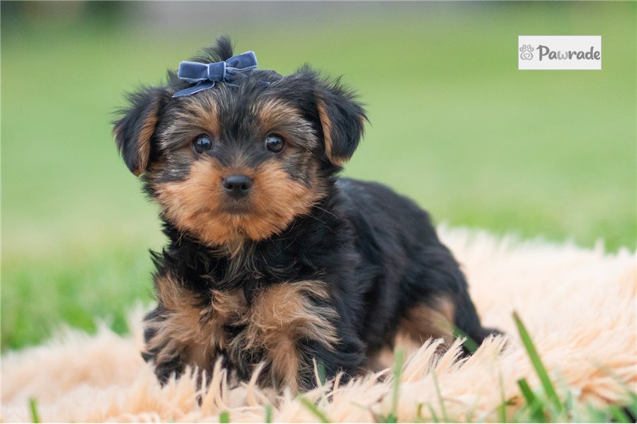 Aiden, male Yorkshire Terrier puppy for sale