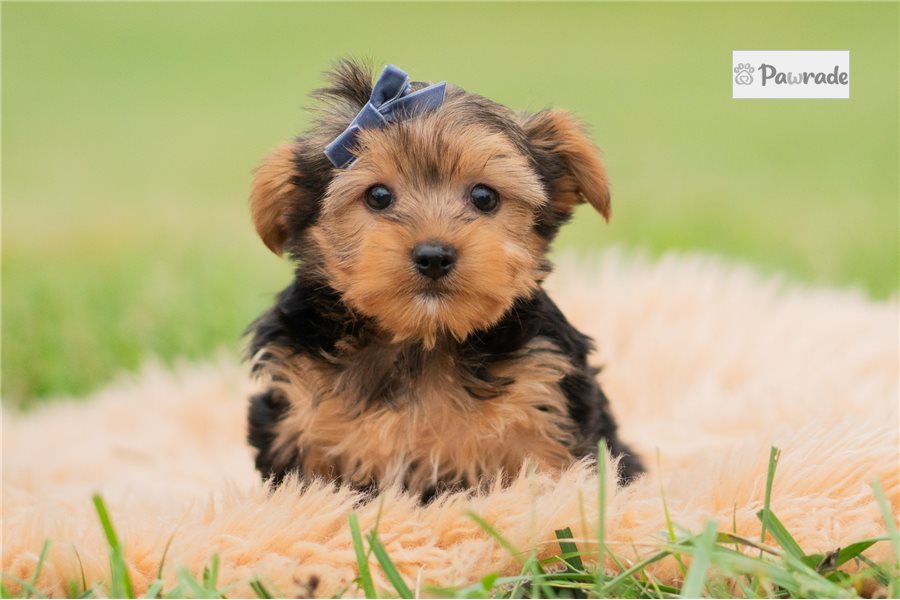 Alec - Yorkshire Terrier for sale