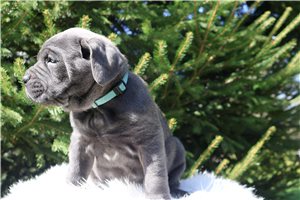 Nelly - Cane Corso Mastiff for sale