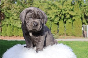 Titan - Cane Corso Mastiff for sale