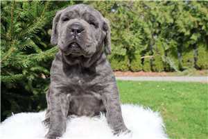 Nataly - Cane Corso Mastiff for sale