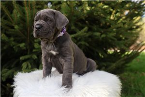 Sally - Cane Corso Mastiff for sale
