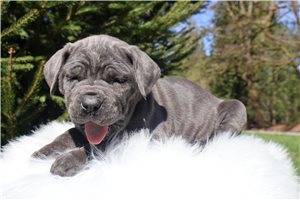 Halle - Cane Corso Mastiff for sale