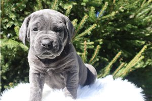 Zelda - Cane Corso Mastiff for sale