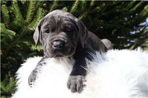 Lucy - Cane Corso Mastiff for sale