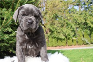 Lulu - Cane Corso Mastiff for sale
